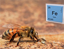 Железо - гарантия жизнеспособности пчелиной семьи