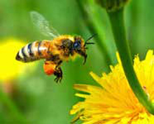 Пчелы - великие труженицы, но не трудоголики