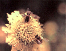 Биологические признаки бурзянской популяции среднерусской породы пчел