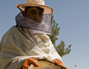 Ливан. Пчеловодство «стареет»