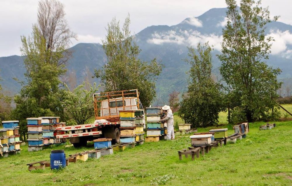 Тенденции развития пчеловодства Чили в 2021 году