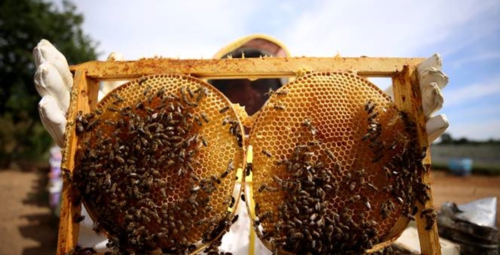 Пчеловодство Турции в первом полугодии 2023 года