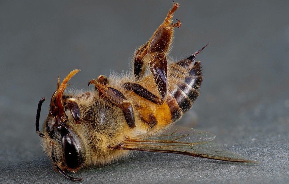 Массовая гибель пчел в России: причины и следствия