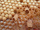 К вопросу применения гомогената трутневого расплода в пчеловодстве