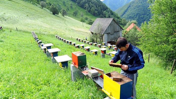  Пчеловодство Словении - образец и укор для пчеловодов и властей других стран