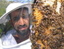 Куба. Успехи и проблемы пчеловодства