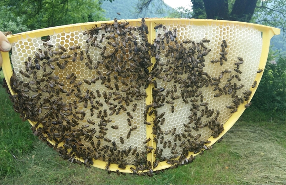 Эргономичные ульи и рамки для воссоздания естественных популяций пчел