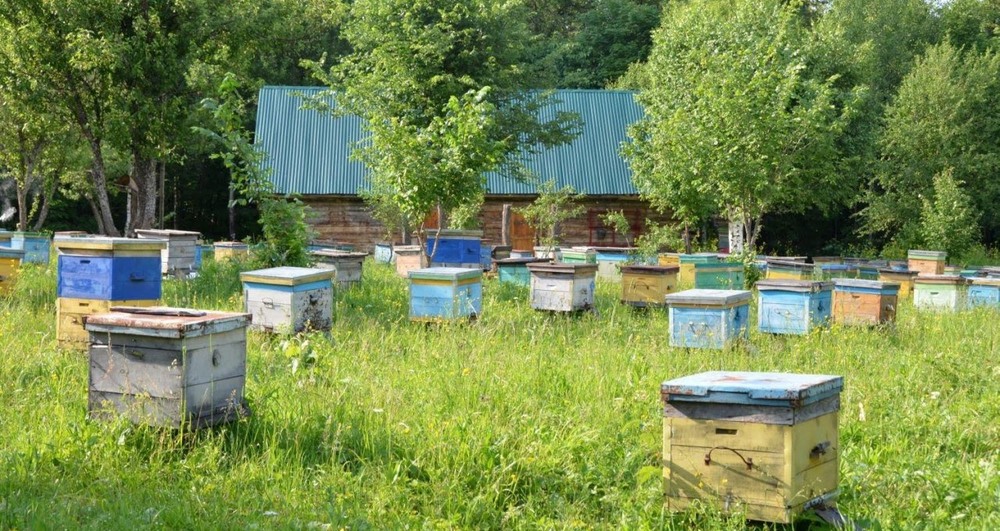 Открыта Школа пчеловодства в Подмосковье