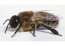 Нозематоз, трутни и жизнеспособность пчелиной семьи