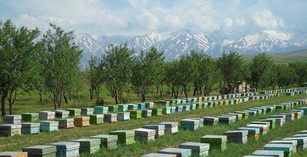 Достижения пчеловодства Ирана на фоне санкций Запада