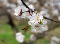 Рациональное использование кормовой базы пчеловодства Чувашии – основа повышения продуктивности пчел