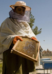 Ливан. Пчеловодство «стареет»