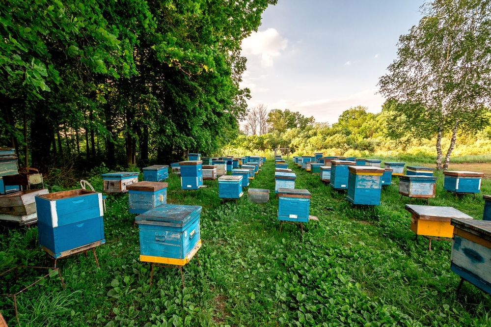 Все, что нужно знать о новом законе о пчеловодстве в России с комментариями 2021