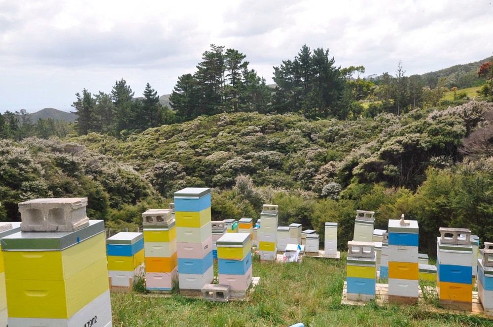 Пандемия коронавируса стимулировала спрос на новозеландский мед