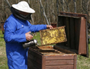 Пчеловодство Эстонии в 2012 году