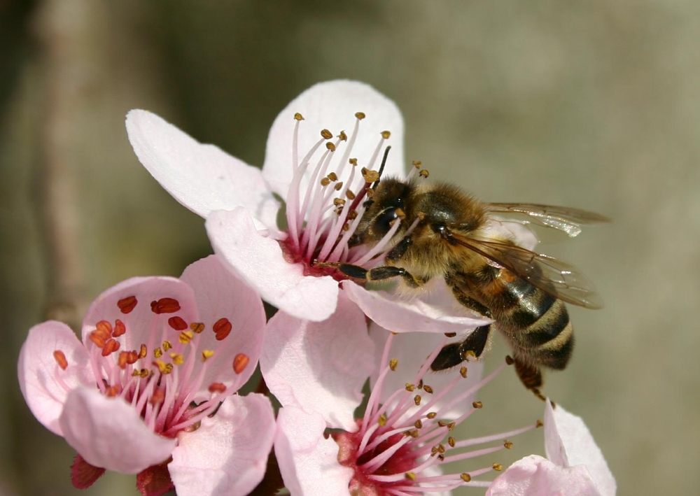 Практическое использование биологических показателей пчелосемьи