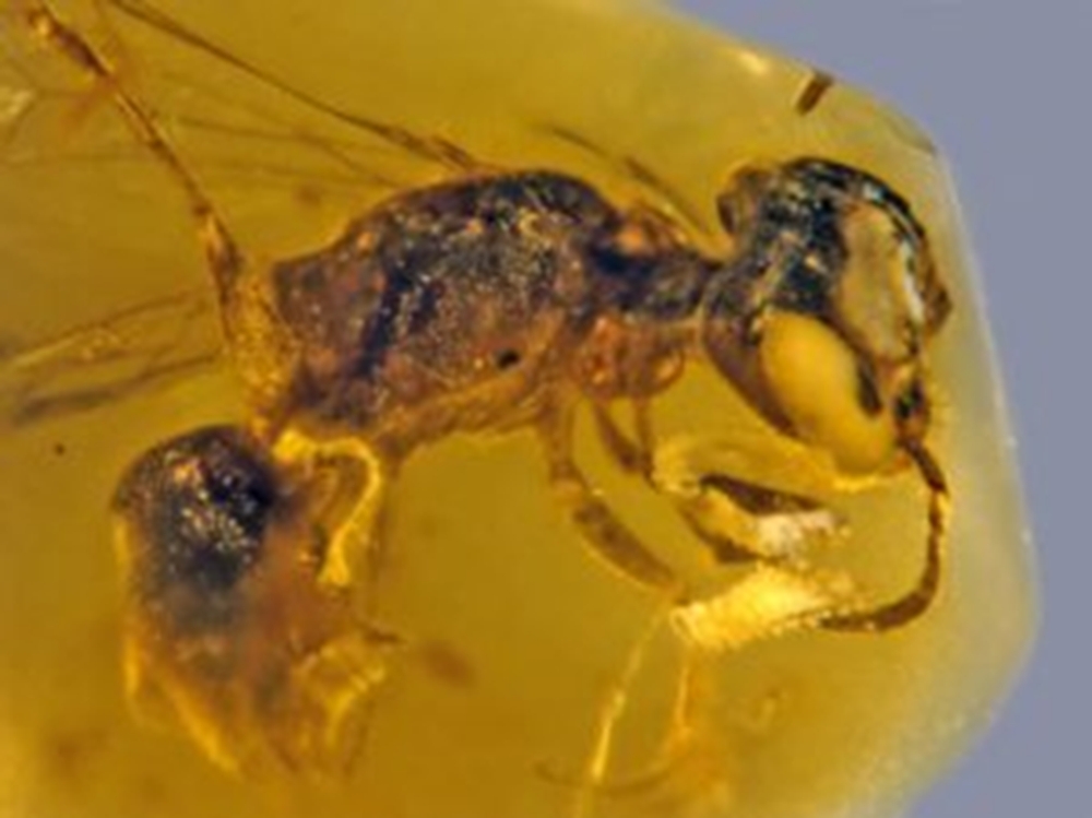 Пчелы появились на Земле 120 миллионов лет назад