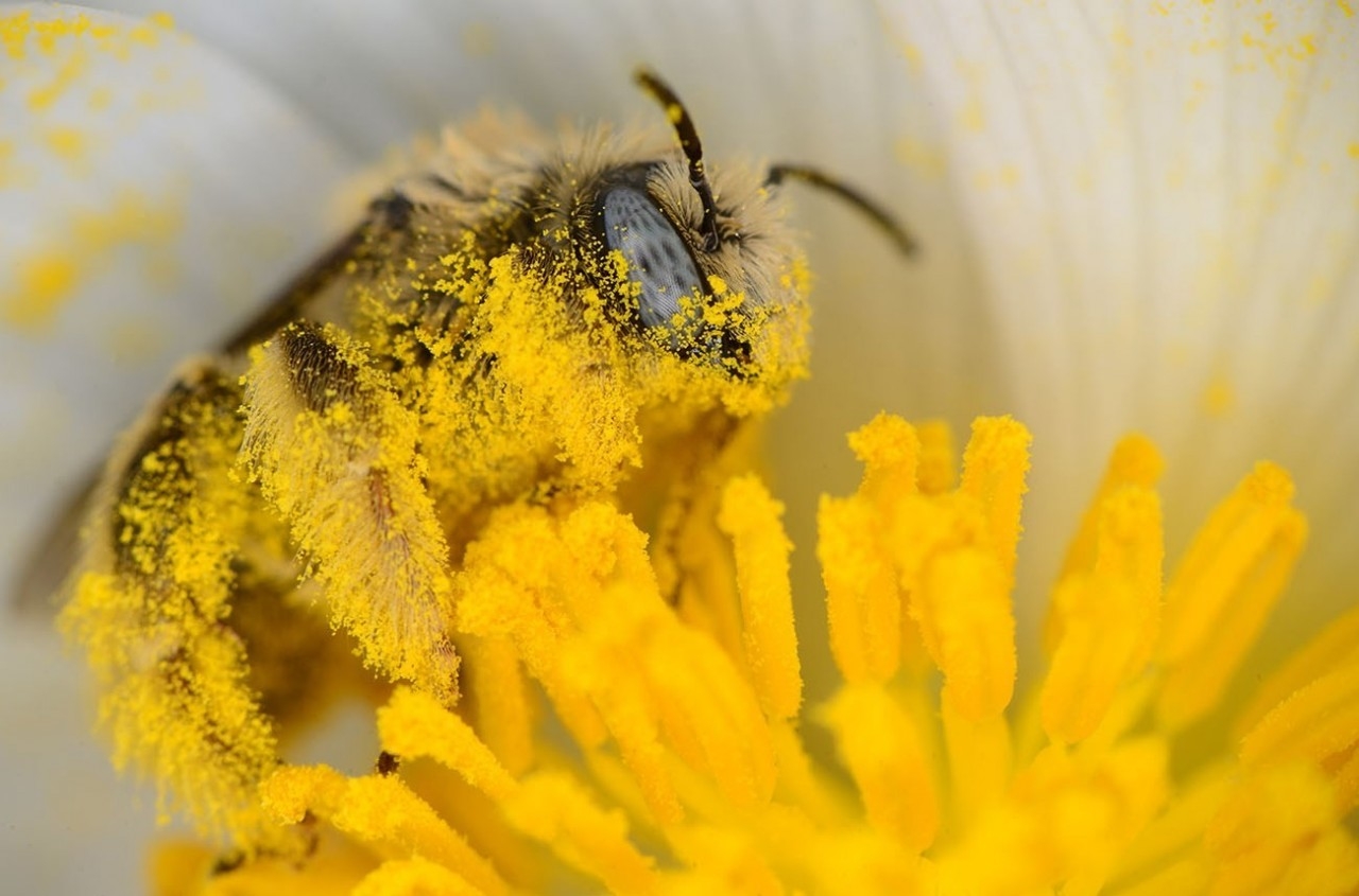 Важная роль баланса жирных кислот в кормах для пчел