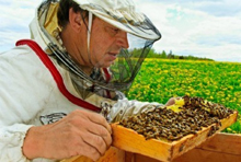 Состояние латвийского пчеловодства