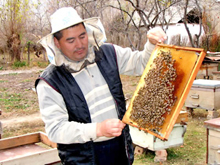 Развитие пчеловодства Узбекистана