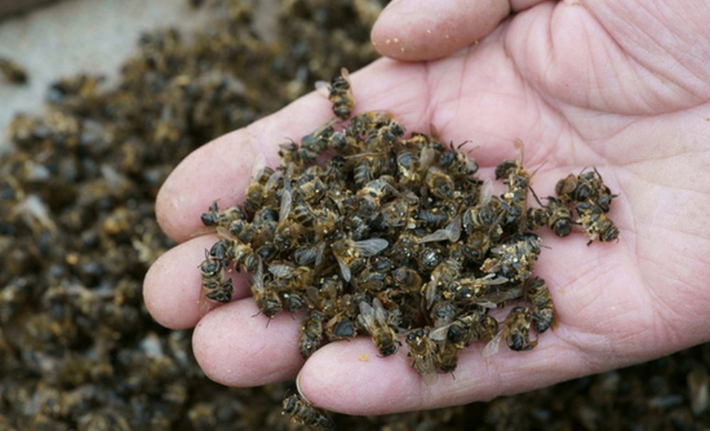 Российскому пчеловодству срочно требуется государственная поддержка