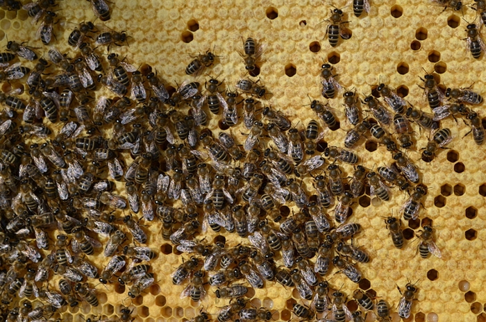 Пчеловоды Сибири обсудили законодательное регулирование пчеловодной отрасли