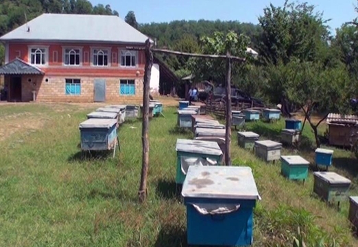 Достижения и проблемы пчеловодной индустрии Азербайджана в 2016 году