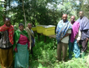 Танзания намерена развивать свое пчеловодство