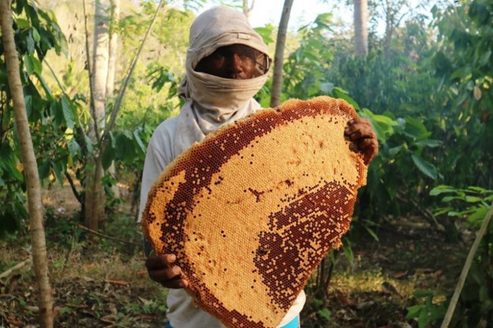 Пчеловодство Индонезии в 2020 году. Стагнация на фоне роста спроса на мед