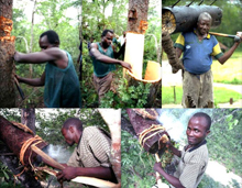 Африка в мировом пчеловодстве