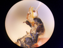 Технология репродукции пчелиных маток