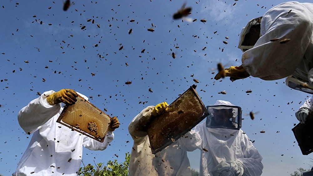 Пчеловодство: от опыленческого придатка к мёдодобывающей отрасли