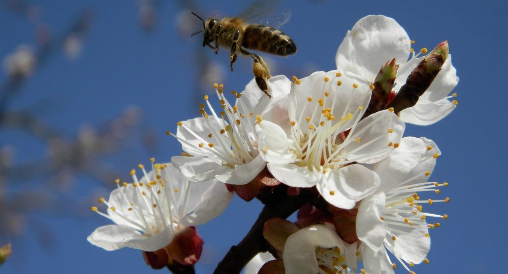Стационарное безроевое пчеловодство как основа для возрождения продовольственной и экономической значимости пчеловодства