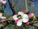 Актуальные проблемы повышения адаптивного потенциала медоносной пчелы Apismellifera в условиях пасечного содержания