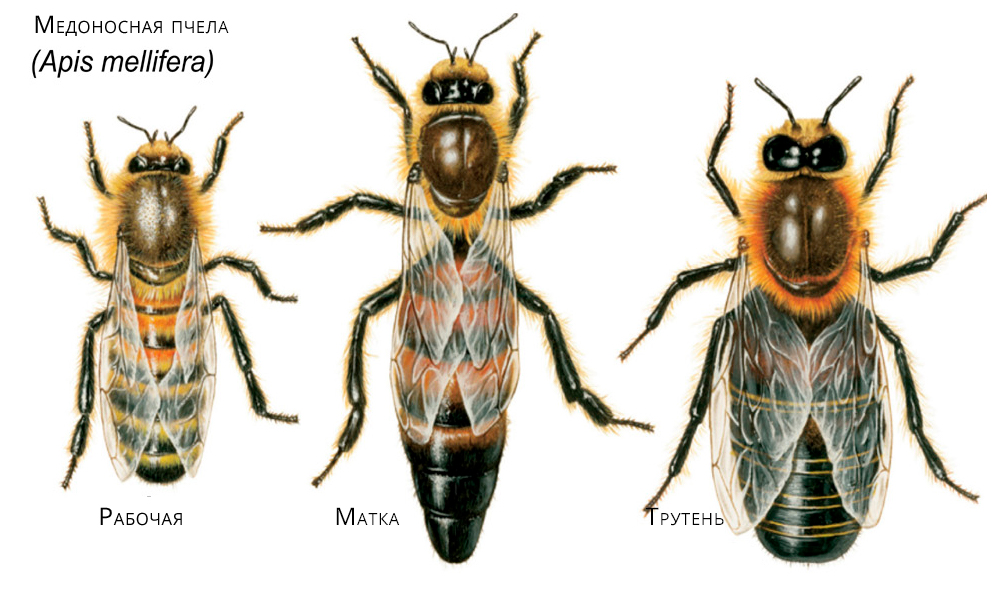Виды общественных пчел рода Apis