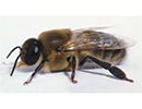 Нозематоз, трутни и жизнеспособность пчелиной семьи