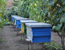 Пчеловодство в Молдавии