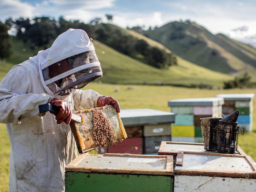 Новая Зеландия продолжает наращивать потенциал своего пчеловодства