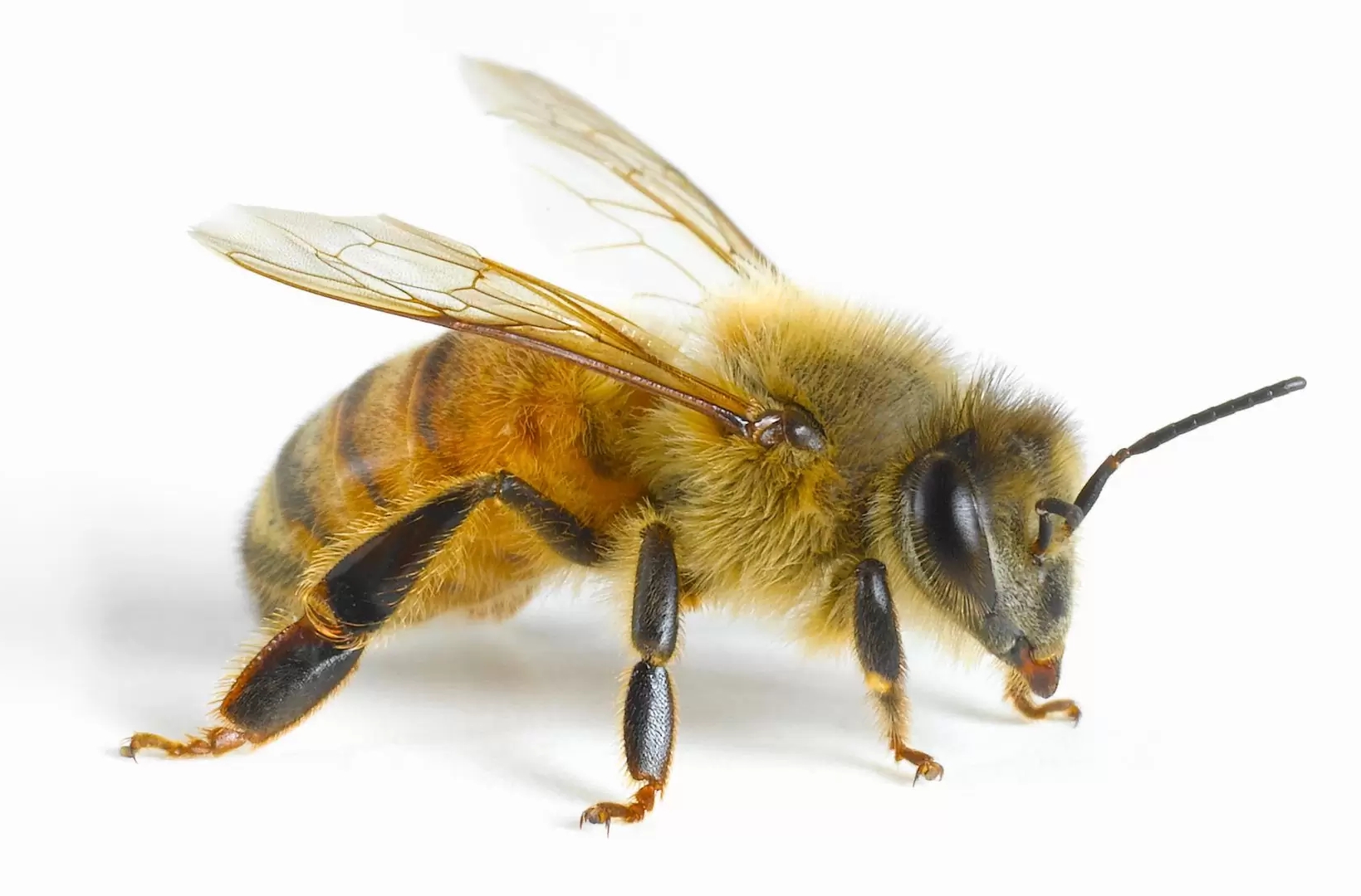 Русские пчелы в Америке