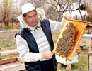 Развитие пчеловодства Узбекистана