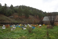 Ветеринарные правила содержания пчел: очередной гвоздь в крышку гроба российского пчеловодства