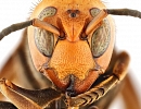 Расселение гигантского азиатского шершня – потенциальная угроза американскому и мировому пчеловодству