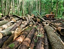 Воссоздание липовых лесов, как шаг к возобновлению былой медовой мощи России