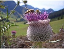 В Австрии защищают медоносных пчел