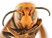 Расселение гигантского азиатского шершня – потенциальная угроза американскому и мировому пчеловодству