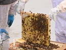 Канада: Инновации в области селекции пчел