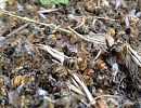 Отравление пчел пестицидами угрожает основам российского пчеловодства