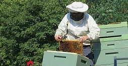 В Минсельхозе РФ прокомментировали массовую гибель пчел в регионах