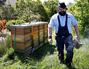 Количество пчелиных семей в мире продолжает расти, но не везде