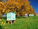 Украинское пчеловодство в цифрах